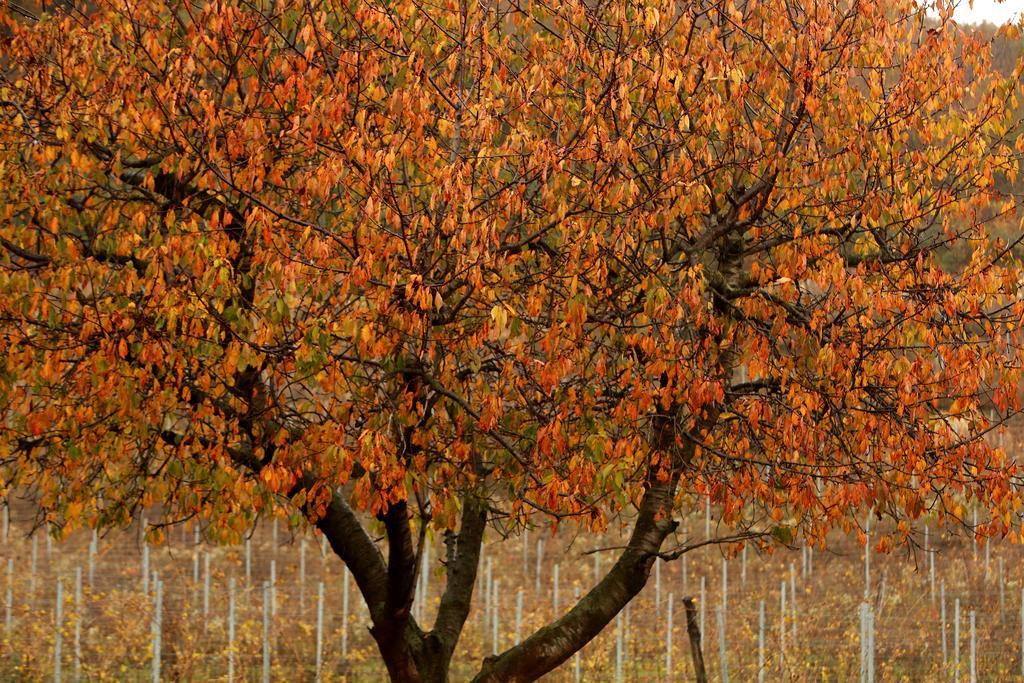 Podere Castagne Mezzane di Sotto Extérieur photo